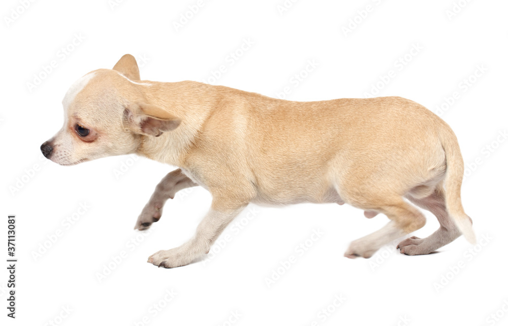 portrait of a cute purebred puppy chihuahua in front of white ba