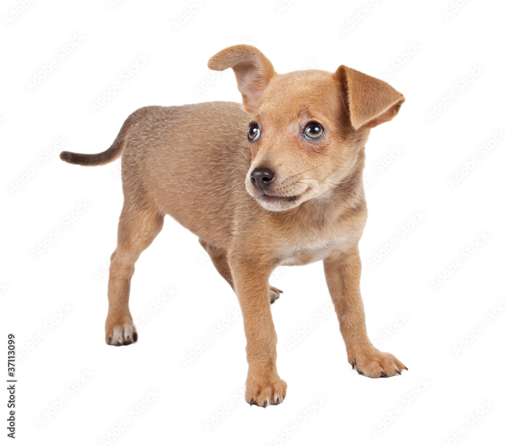 Russian toy terrier on a white background Russian toy terrier on a white background