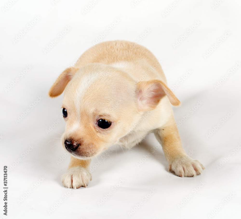 cute small chihuahua puppy sitting on white looking at camera is cute small chihuahua puppy sitting on white looking at camera is