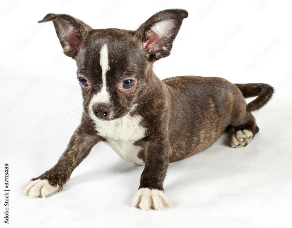 Obraz premium cute small chihuahua puppy sitting on white looking at camera is