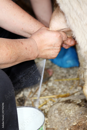 milking a goat