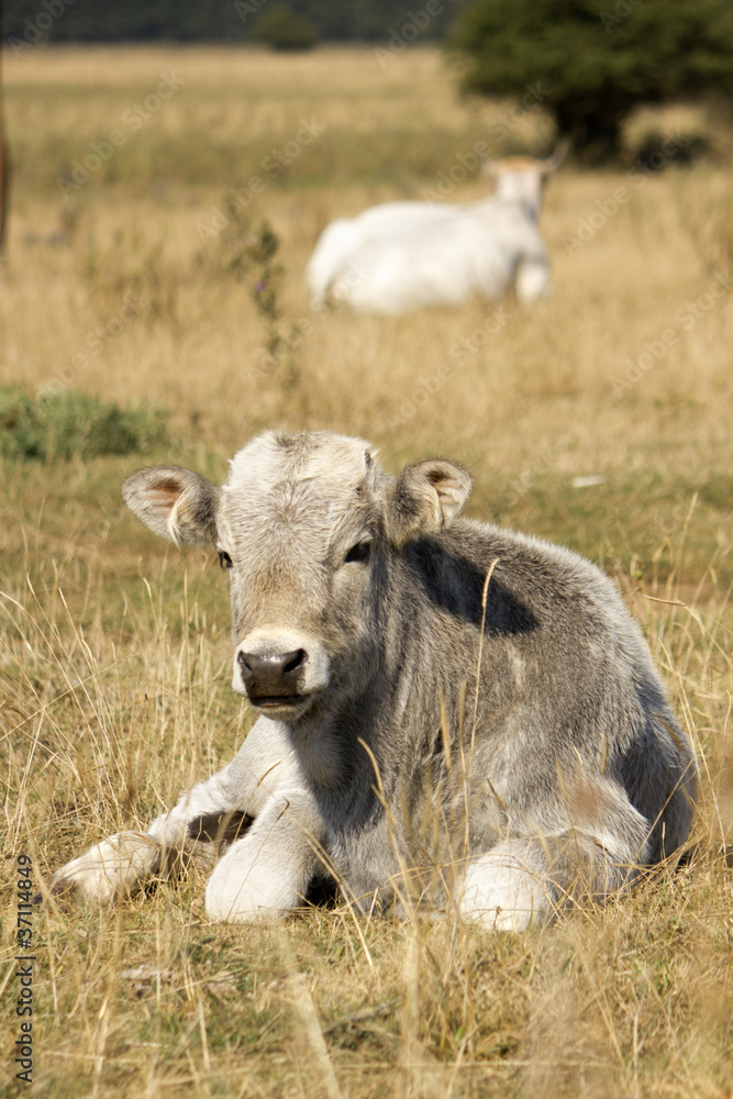 Fototapeta premium Little cow resting