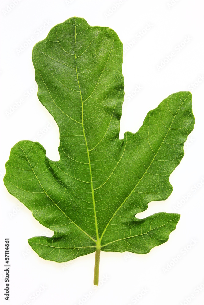 Feigenblatt Feigenblatt