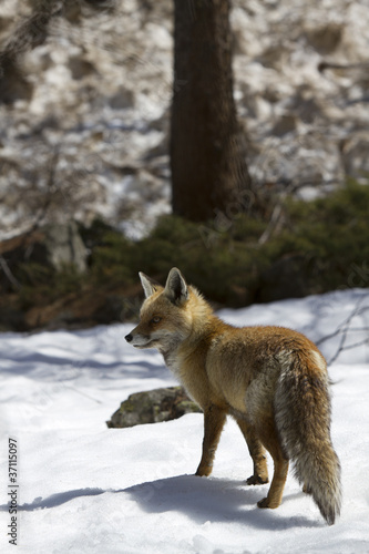 Fox in the snow