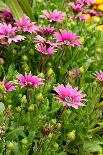 African daisy flowerbed