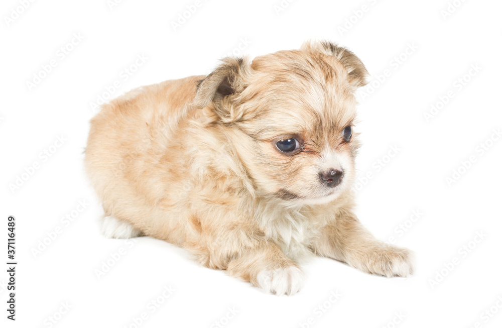 Chihuahua puppy on white background