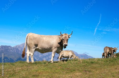 Cows © DigiHand