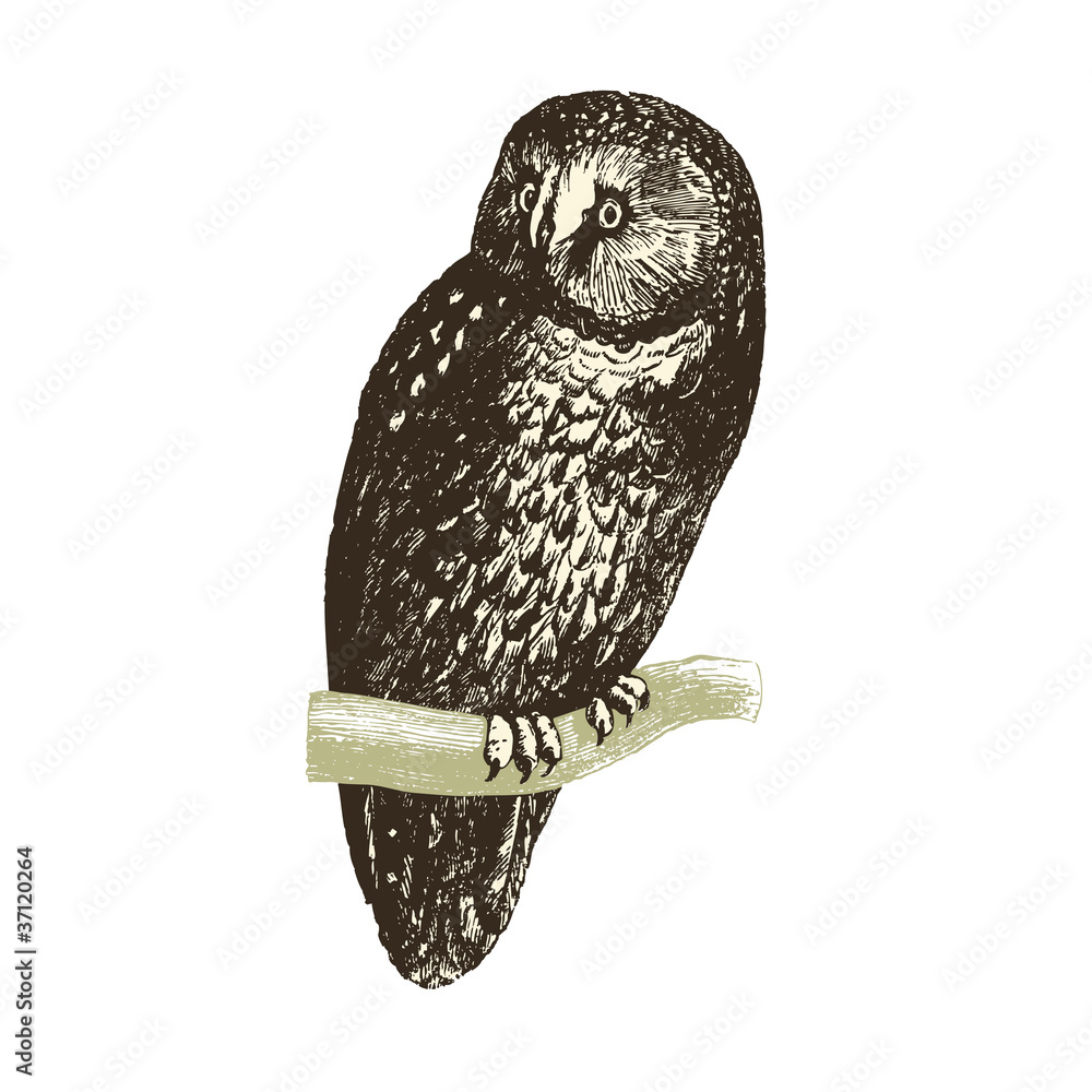 Fototapeta premium Chouette