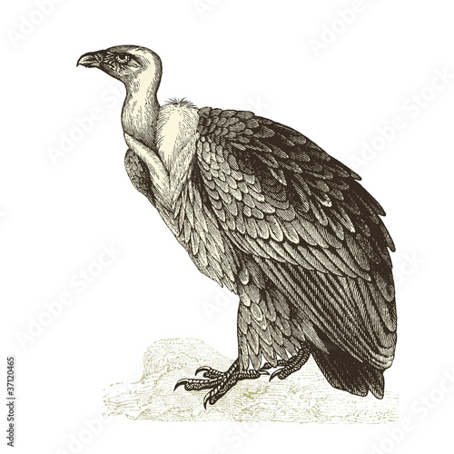 Vautour