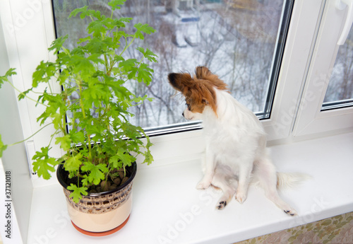 Принти на полотні Puppy and flower on window