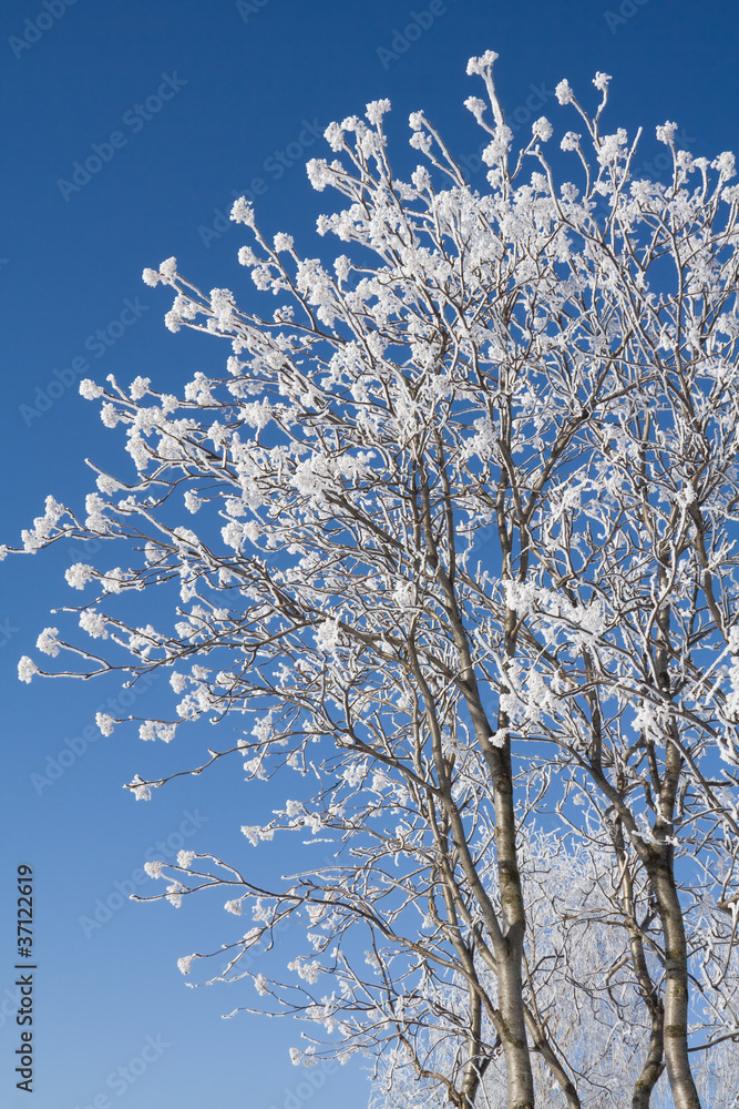 A crown of rowan-tree in winter with hoar-frost