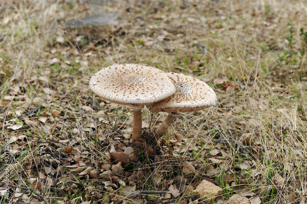 Setas comestibles, Macrolepiota Procera Setas comestibles, Macrolepiota Procera