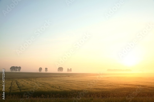 Corn field on a foggy, cloudless morning