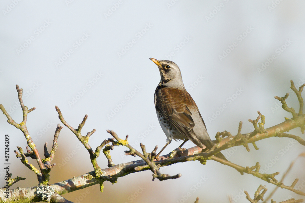 Turdus pilaris - Grive litorne - Fieldfare Turdus pilaris - Grive litorne - Fieldfare