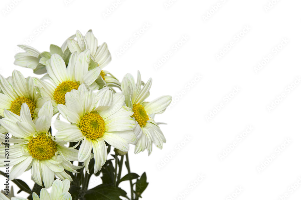 Fototapeta premium chamomile flower isolated on white