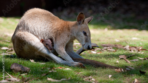 Känguru mit Baby