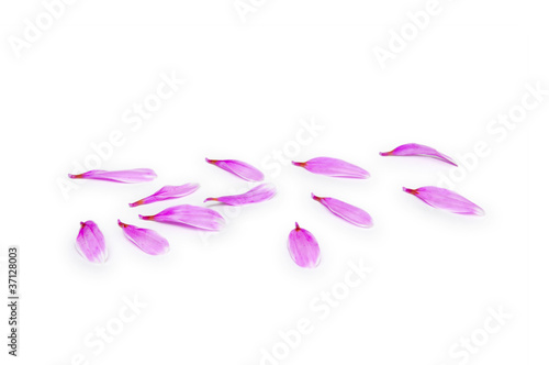 Pink Petals on white