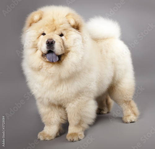 Chow chow  5 months  in front ofa grey background
