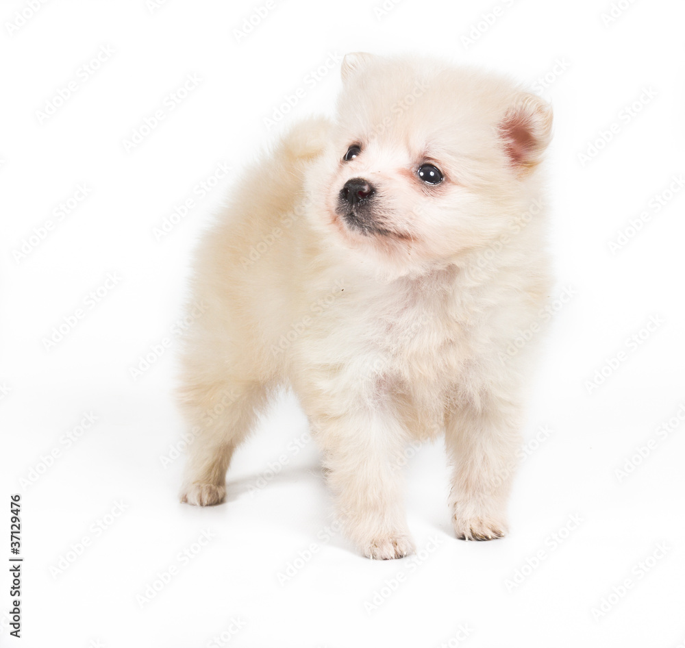 Fototapeta premium Pomeranian dog isolated on a white background