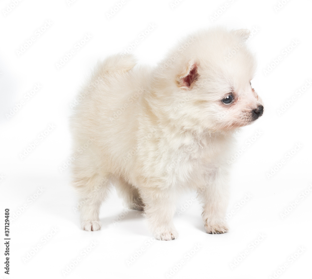 custom made wallpaper toronto digitalPomeranian dog isolated on a white background