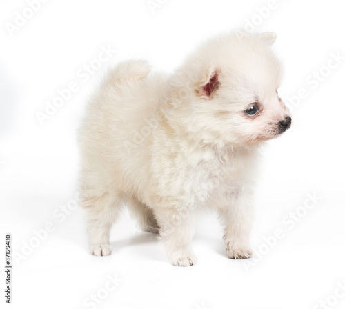 Wallpaper Mural Pomeranian dog isolated on a white background Torontodigital.ca