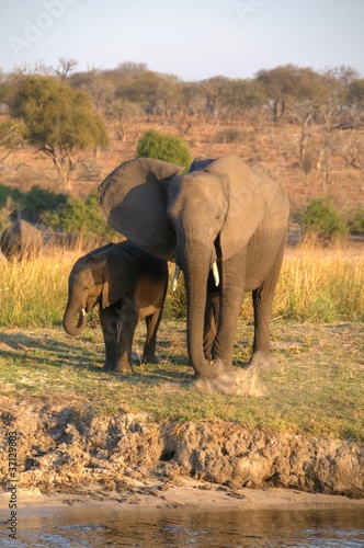 African Elephant