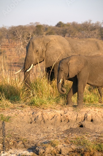 African Elephant © XtravaganT