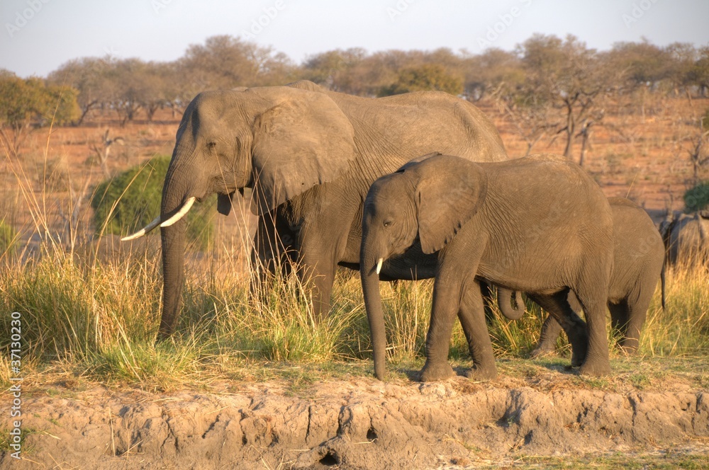 African Elephant