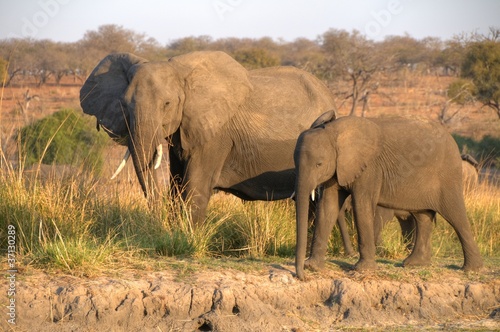 African Elephant