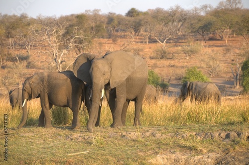African Elephant © XtravaganT