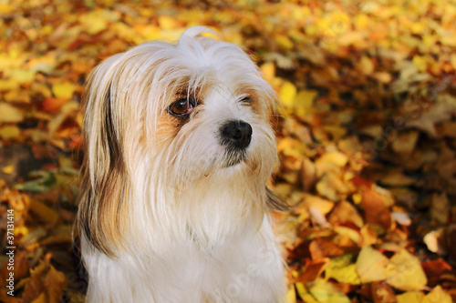 Cuadro en lienzo Portrait of a lhasa apso in autumn leaves