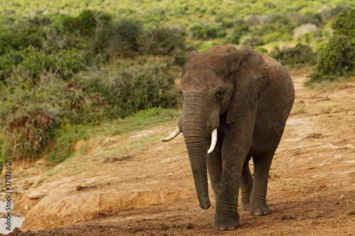 elefant kapstadt südafrika addo garden route