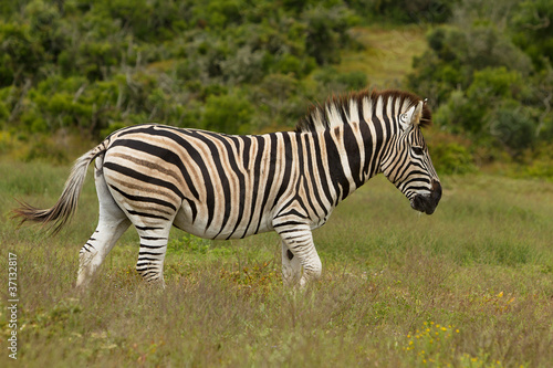 Zebra burchells garden route south africa afrika