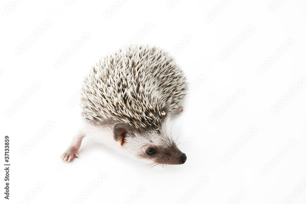 Obraz premium african pygmy hedgehog