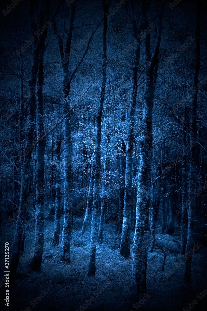 Fototapeta premium Forest