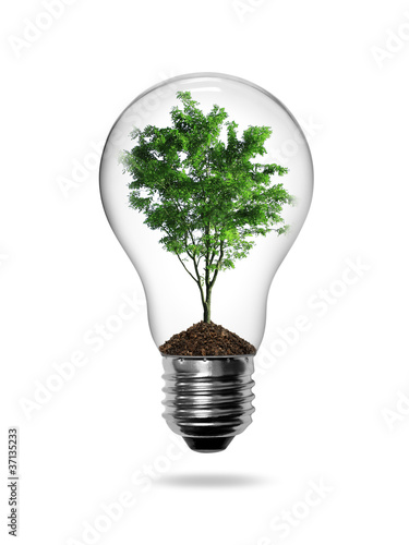 Bulb light with green tree inside isolated