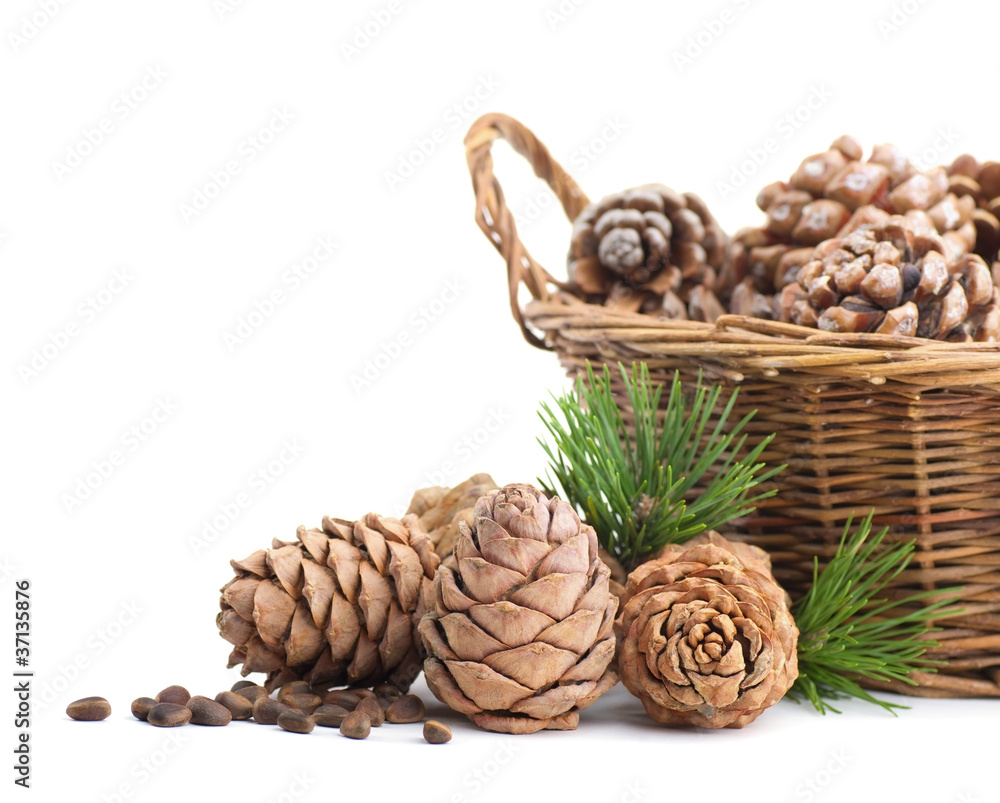 Cedar cones and basket on a white background Cedar cones and basket on a white background