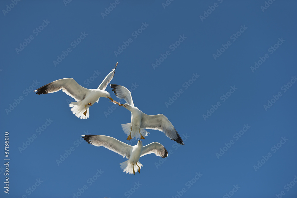 seagulls in flight blue sky in the fight for food seagulls in flight blue sky in the fight for food