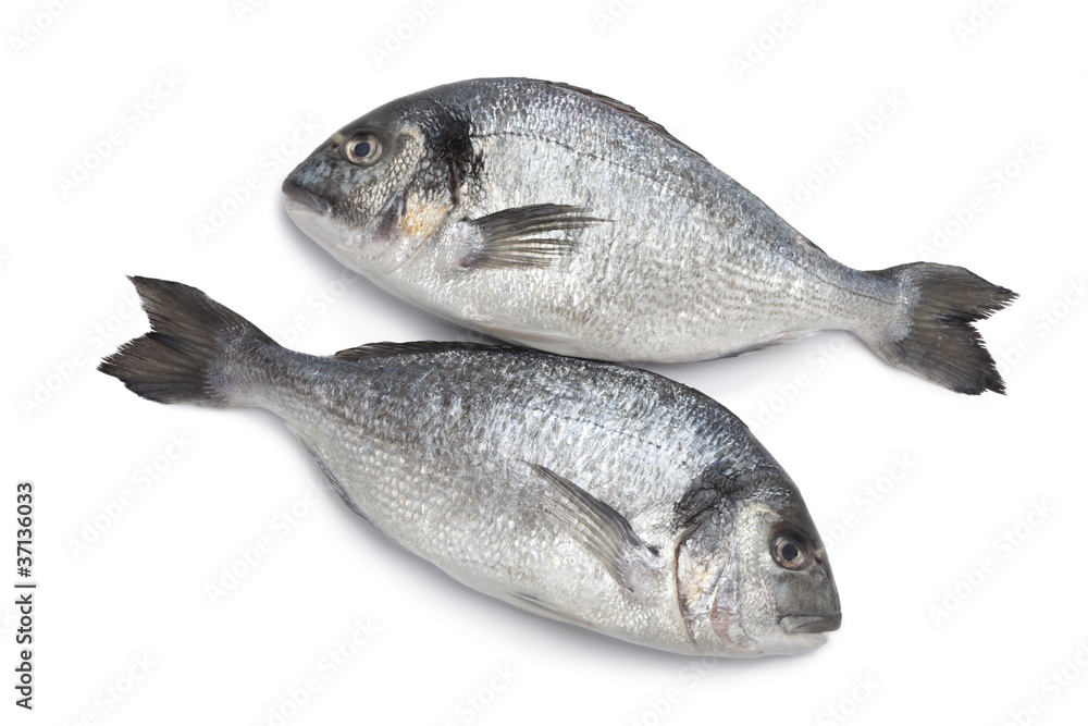 Gilt head breams fishes Gilt head breams fishes