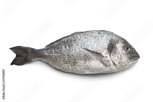 Whole single Dorade fish