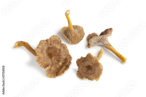 Chanterelle grise mushrooms