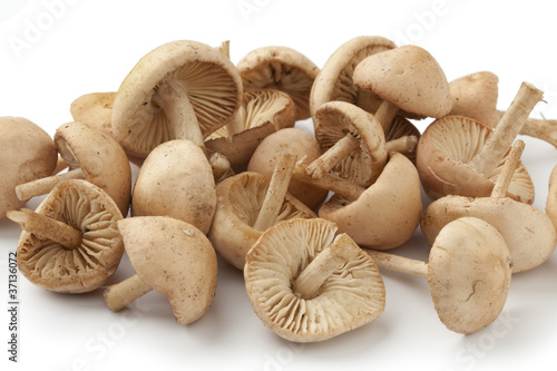 Scotch bonnet mushrooms