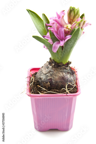 Pink hyacinth photo