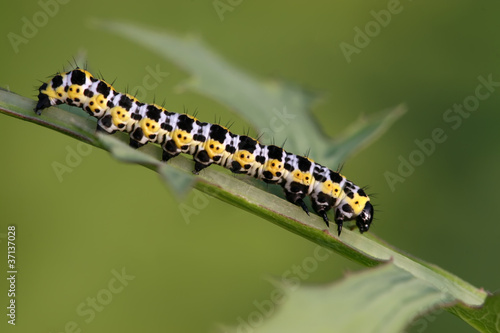 butterfly larva - caterpillar © zhang yongxin