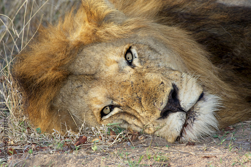 Fototapeta Naklejka Na Ścianę i Meble -  Lion Portrait