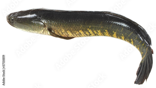 Giant snakehead fish over white background photo