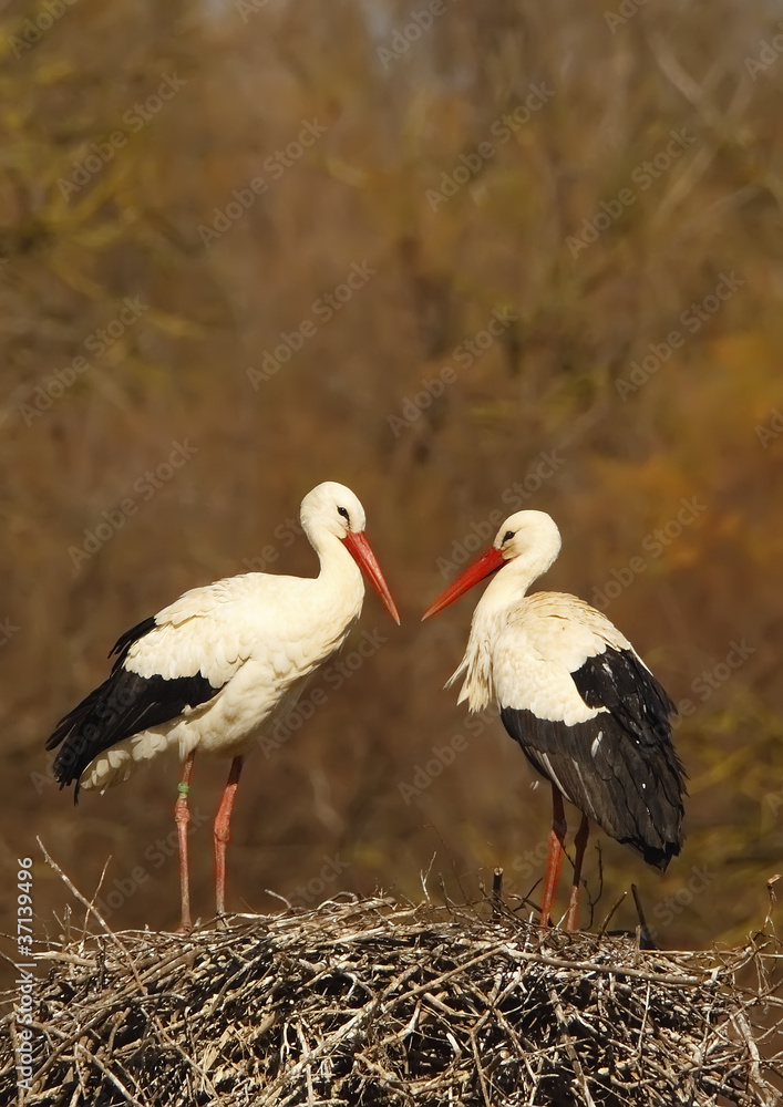 Fototapeta premium white stork