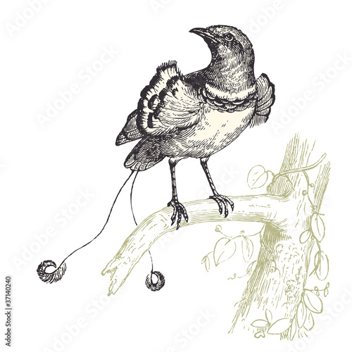 OIseau de paradis