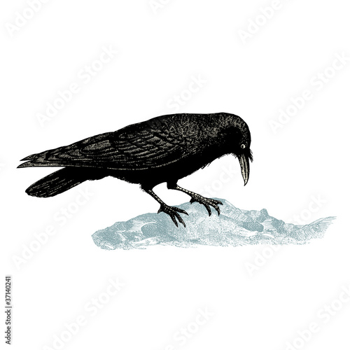 Corbeau