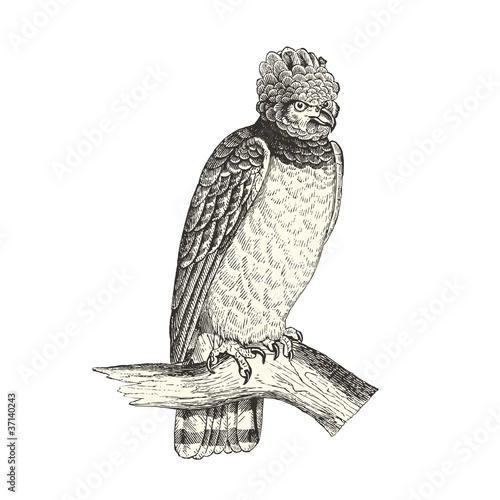 Harpie